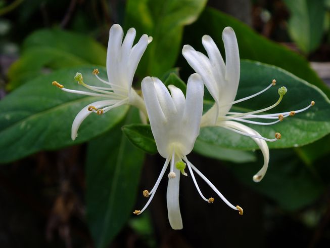 Can this smog-eating Honeysuckle help reduce air pollution? bit.ly/2am7hUo