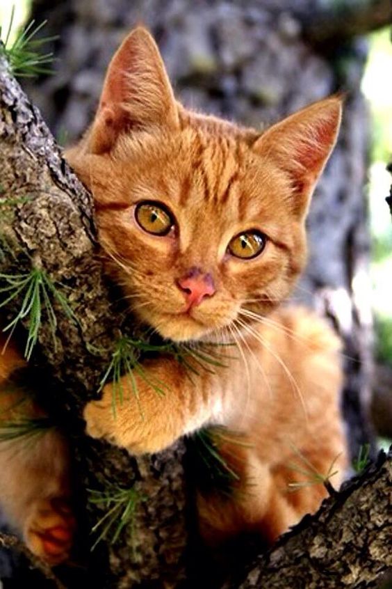 [LE SAVIEZ-VOUS ?] Les chats roux sont habituellement des mâles.