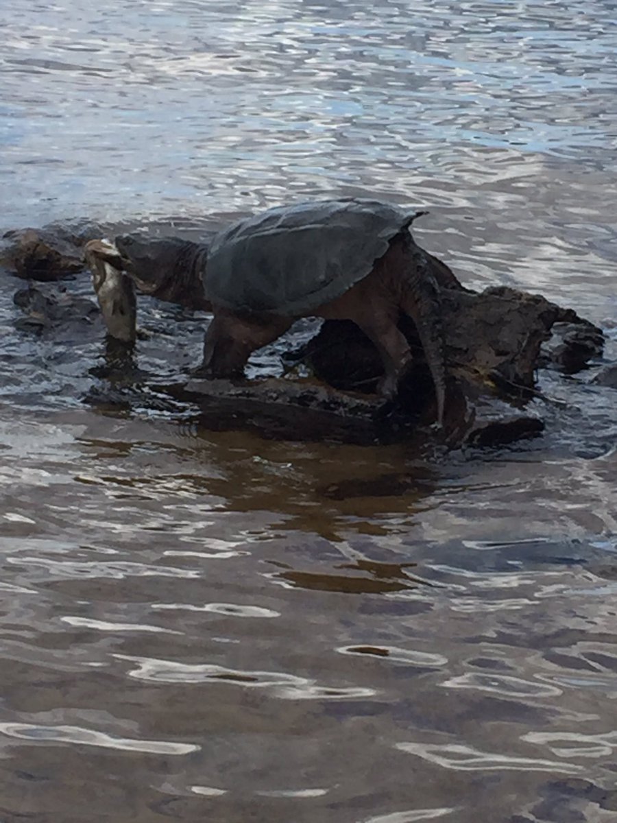 MrsMcLean404's tweet photo. And now I'm afraid of losing a toe. #holyturtle #itclimbedtherocks https://t.co/WBVmmCfdnJ