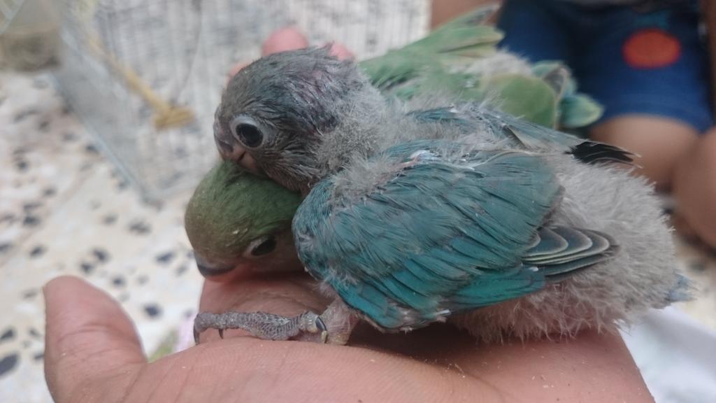 جوبآ tweet media