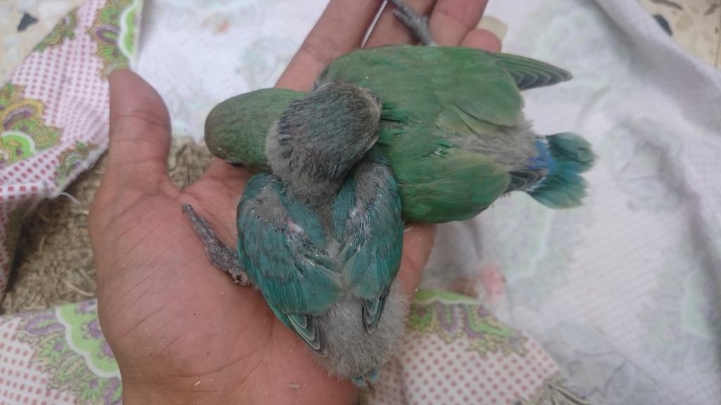 جوبآ tweet media