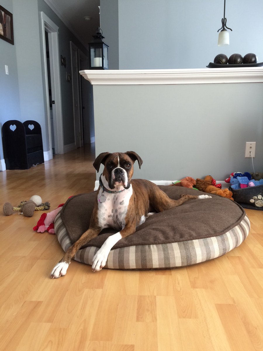 Spoiled ! #boxerdog