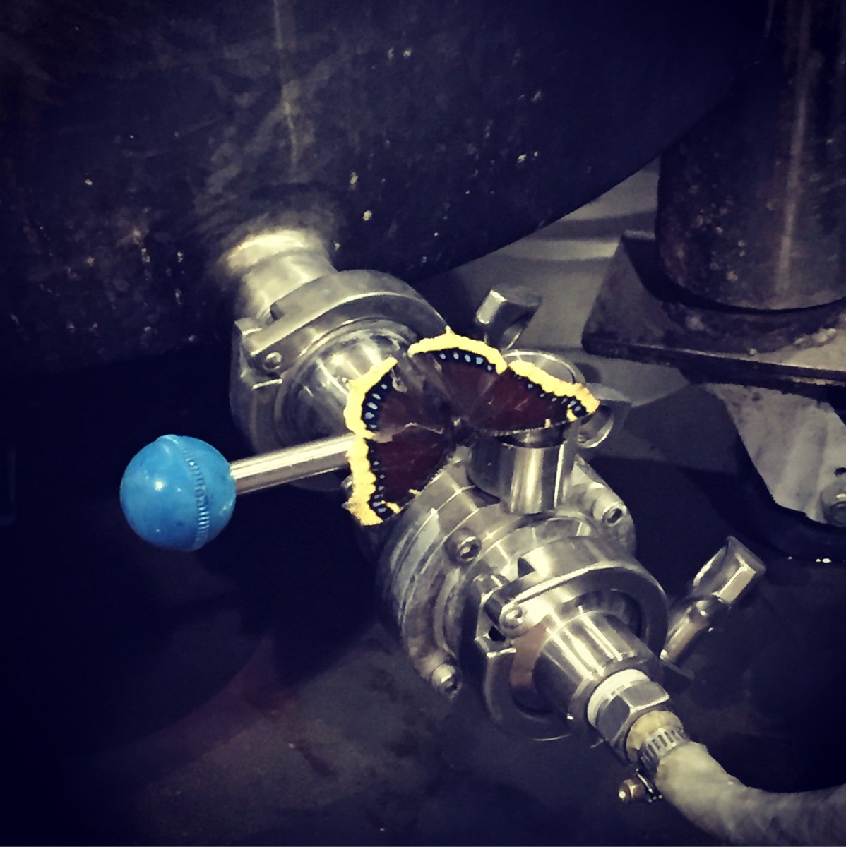 offbeatbrewing's tweet photo. When a butterfly lands on your butterfly valve. #goodluckbrew #Offbeatbrewing #craftbeer #SanDiego #Escondido https://t.co/bgMlVzv7nX