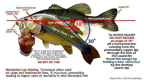 BassFishnTips's tweet photo. How To Properly Hold A Bass 

https://t.co/tU7397Mduf https://t.co/m5zyPCQoDX