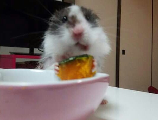 ごまちゃん tweet media