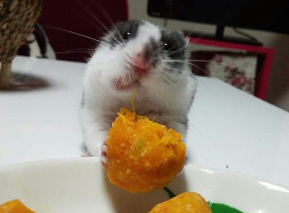 ごまちゃん tweet media