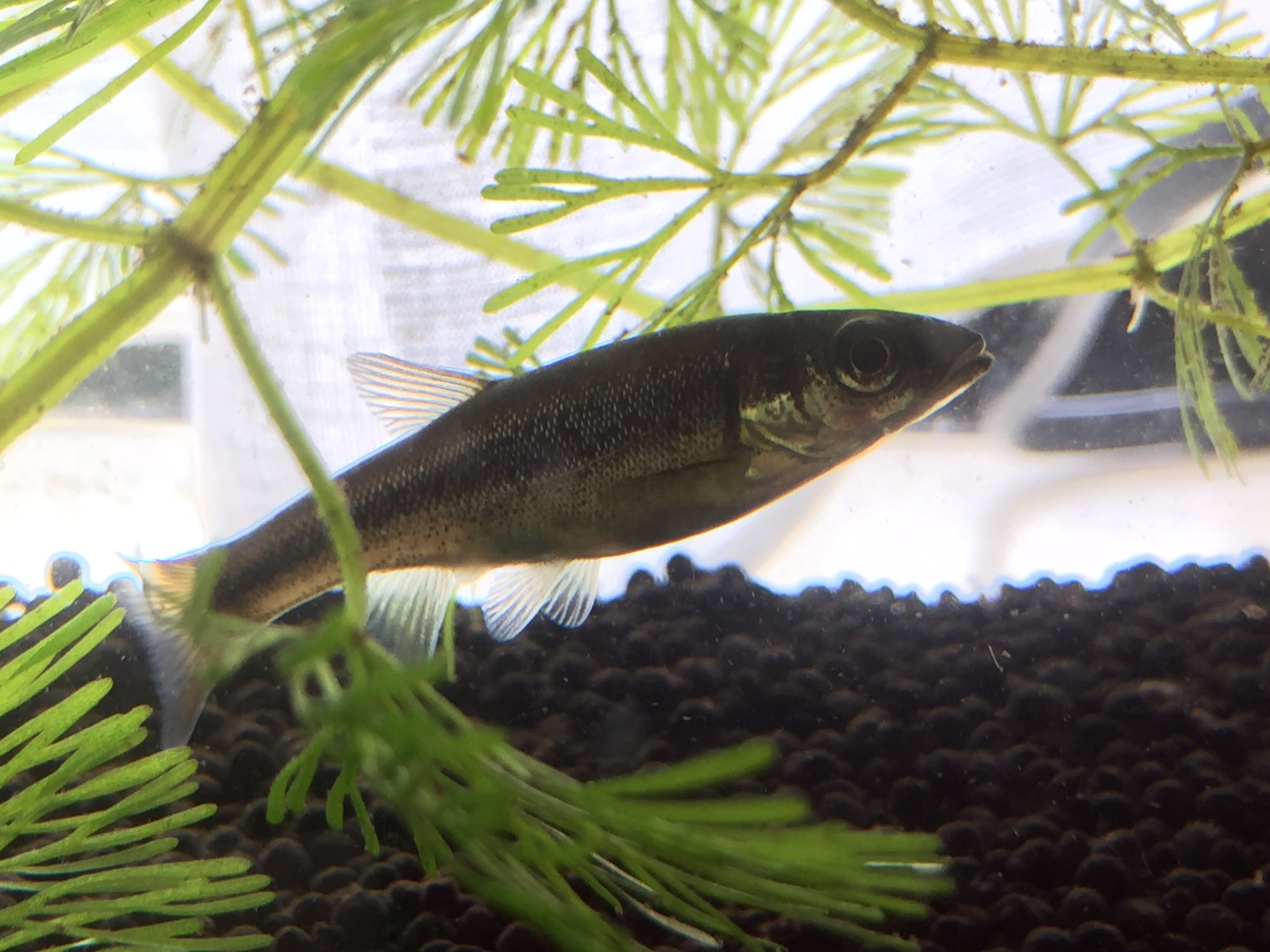 Okeik0 去年 山梨の川でメダカの赤ちゃんだと思ってとってきた魚 どう見てもメダカじゃない 誰かこの魚の名前を知っている人いませんか T Co Hr9djkw11y Twitter