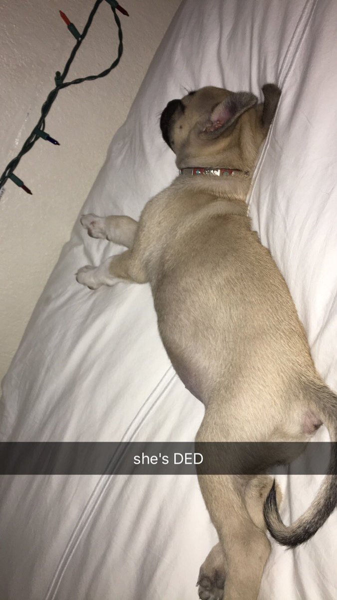thotspanishboy's tweet photo. SEBASTIAN LOOK AT MY PUPPER https://t.co/7VbkEwvS70