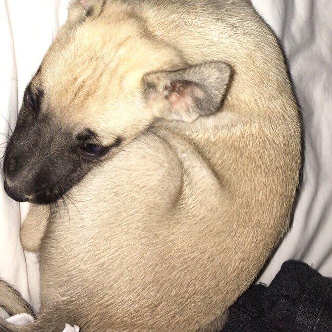 thotspanishboy's tweet photo. SEBASTIAN LOOK AT MY PUPPER https://t.co/7VbkEwvS70