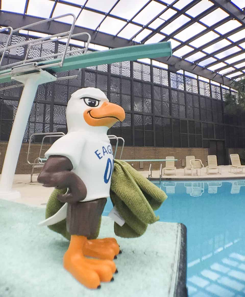 EaglesPCC's tweet photo. Are you ready to dive into the new semester? #PoolPuns #EagorIsEverywhere https://t.co/IgOVVCrwG9