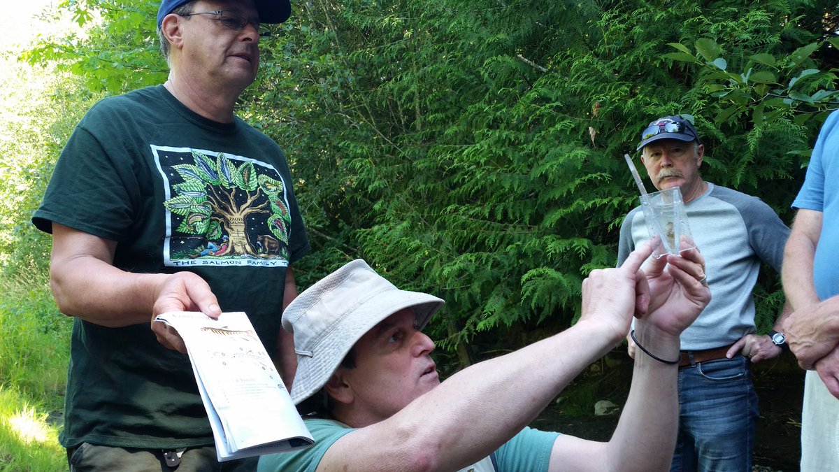 Salvaging some coho fry w/the Cowichan Stewardship Roundtable along the #CowichanRiver yesterday. #LetsRaiseTheWeir