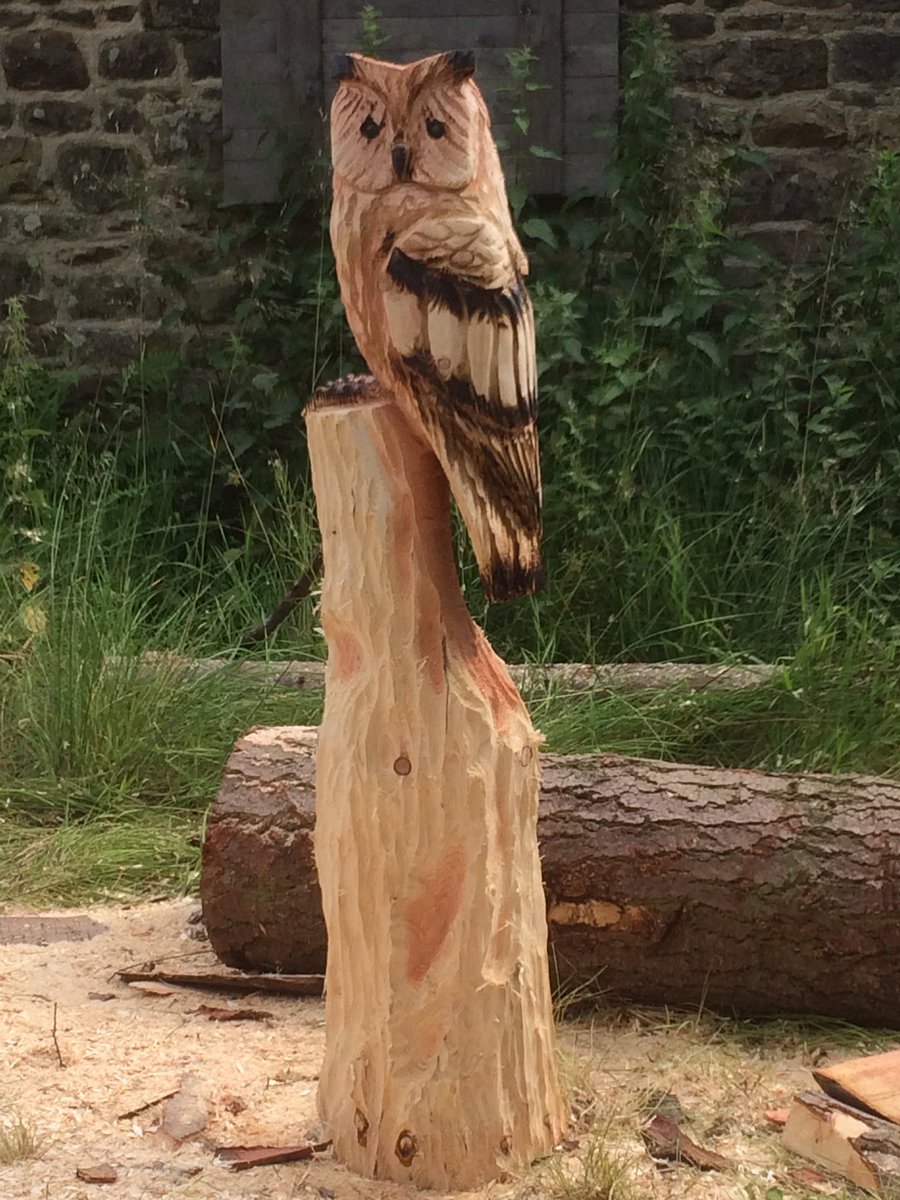 Chillingham Cattle🐮 tweet media