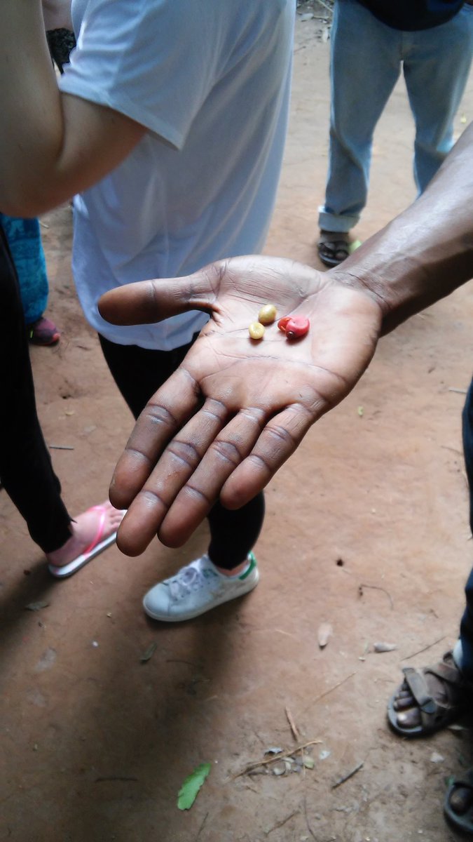 AQZanzibar's tweet photo. Mbarouk's spice tour was ace! It was  surprising to see the plants they come from! The beans in his hand are coffee! https://t.co/x12huVVZVz