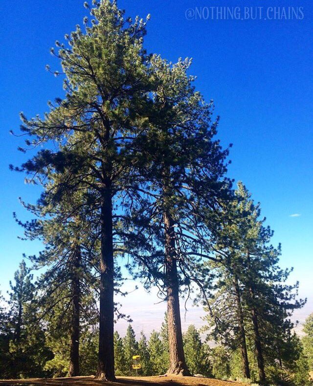 MindBodyDisc's tweet photo. It's Friday! Time for some #MBDFridayFeature pics! Follow these folks on Instagram! #discgolf #discgolfpics https://t.co/JwKKx18weP