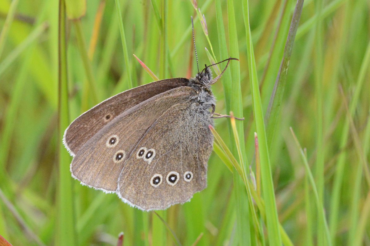mogobriain's tweet photo. #Ringlet #MeadowBrown & #SmallWhite butterflies at #Dooniver #AchillIsland today https://t.co/xOU1Zaly12