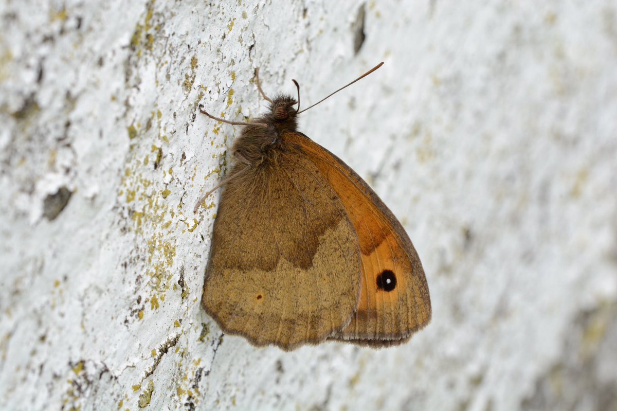 mogobriain's tweet photo. #Ringlet #MeadowBrown & #SmallWhite butterflies at #Dooniver #AchillIsland today https://t.co/xOU1Zaly12