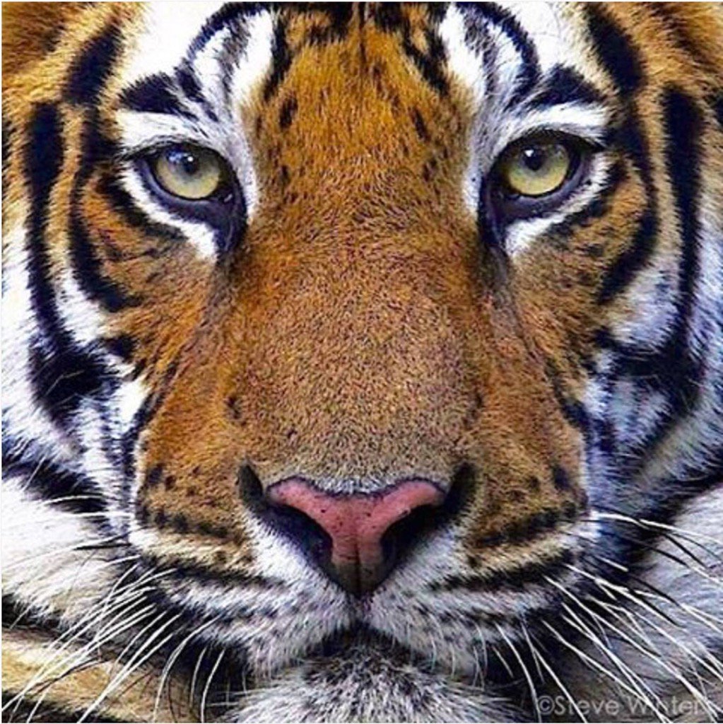 JanetChess's tweet image. If you know me, then you know that I've loved this animal since I was a little tot.
Thank you, @NatGeo!

#onIG