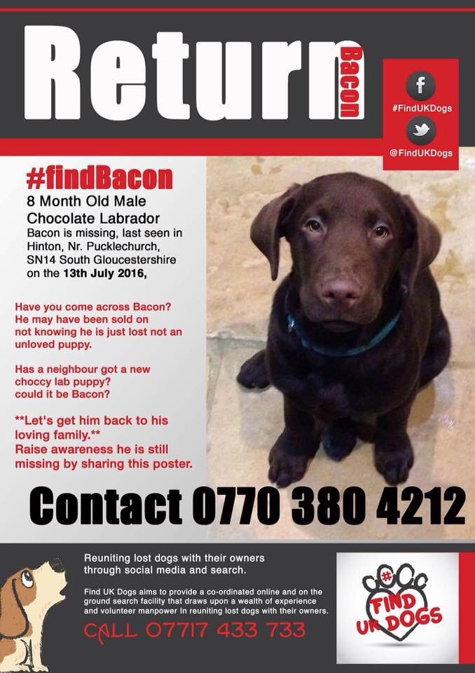 LISAWOO2008's tweet photo. @PawshakeUK #FindBacon please walk , run, cycle, search for him #askneighbours #hinton #pucklechurch.  M4J18  #SN14 https://t.co/4OGrFgl9SA