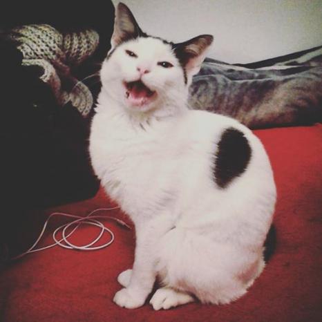ModernCatMag's tweet image. Did you hear it&apos;s Friday?! Olivia is clearly #excitedfortheweekend #photocontest submitted by Nadia y E #moderncat