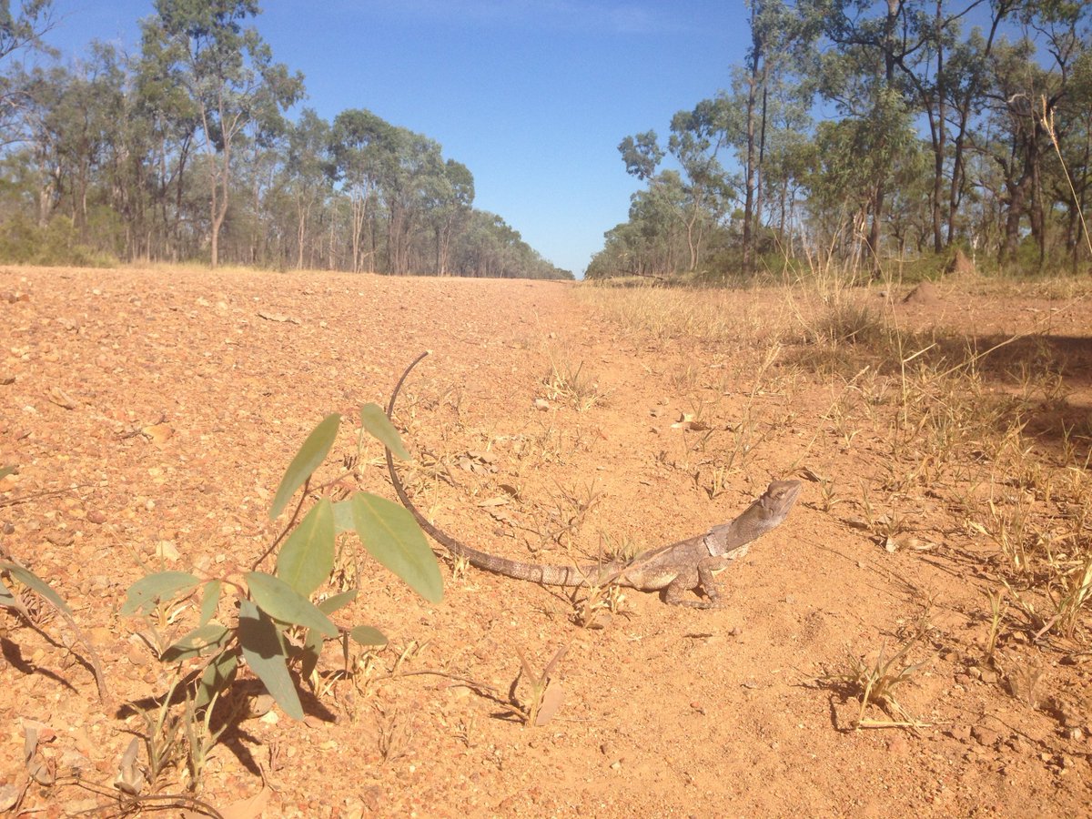 deborah_bower's tweet photo. Welcome @jcu students in my Biodiversity of Tropical Australia course! #tropbioaus #dsbclass #jcuwildlife https://t.co/I1f4TsXzOa