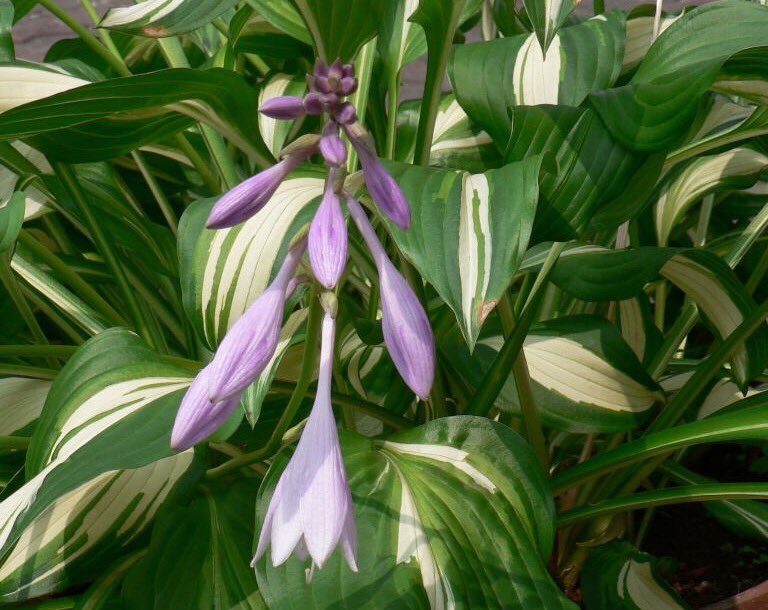 もも おはようございます 7 23誕生花 ギボウシ 花言葉 冷静沈着 別名ギボシ ユリ科多年草 白い斑や黄緑の大きな葉も人気のギボウシ 蕾の形が橋の柱頭部の宝珠形の装飾に似ているのが名前の由来です 春はウルイとして食用にも T Co もも おはようございます 7 23誕生花 ギボウシ 花言葉 冷静沈着 別名ギボシ ユリ科多年草 白い斑や黄緑の大きな葉も人気のギボウシ 蕾の形が橋の柱頭部の宝珠形の装飾に似ているのが名前の由来です 春はウルイとして食用にも T Co