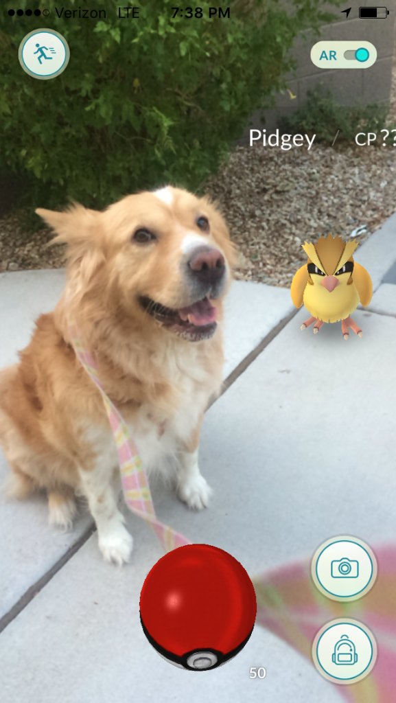 PetSmart tweet media
