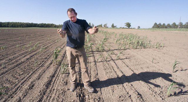 Sweltering dry spell killing local crops #HamOnt bit.ly/29ZEeHH