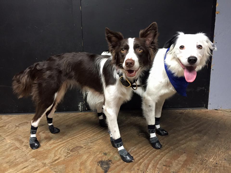 RCpetproducts's tweet photo. Thanks @thesupercollies ! :)
#pawks #supercollies #dogsocks #dogboots #sportpawks
  https://t.co/79Ud5nTRmb https://t.co/QMsg9ODWfZ