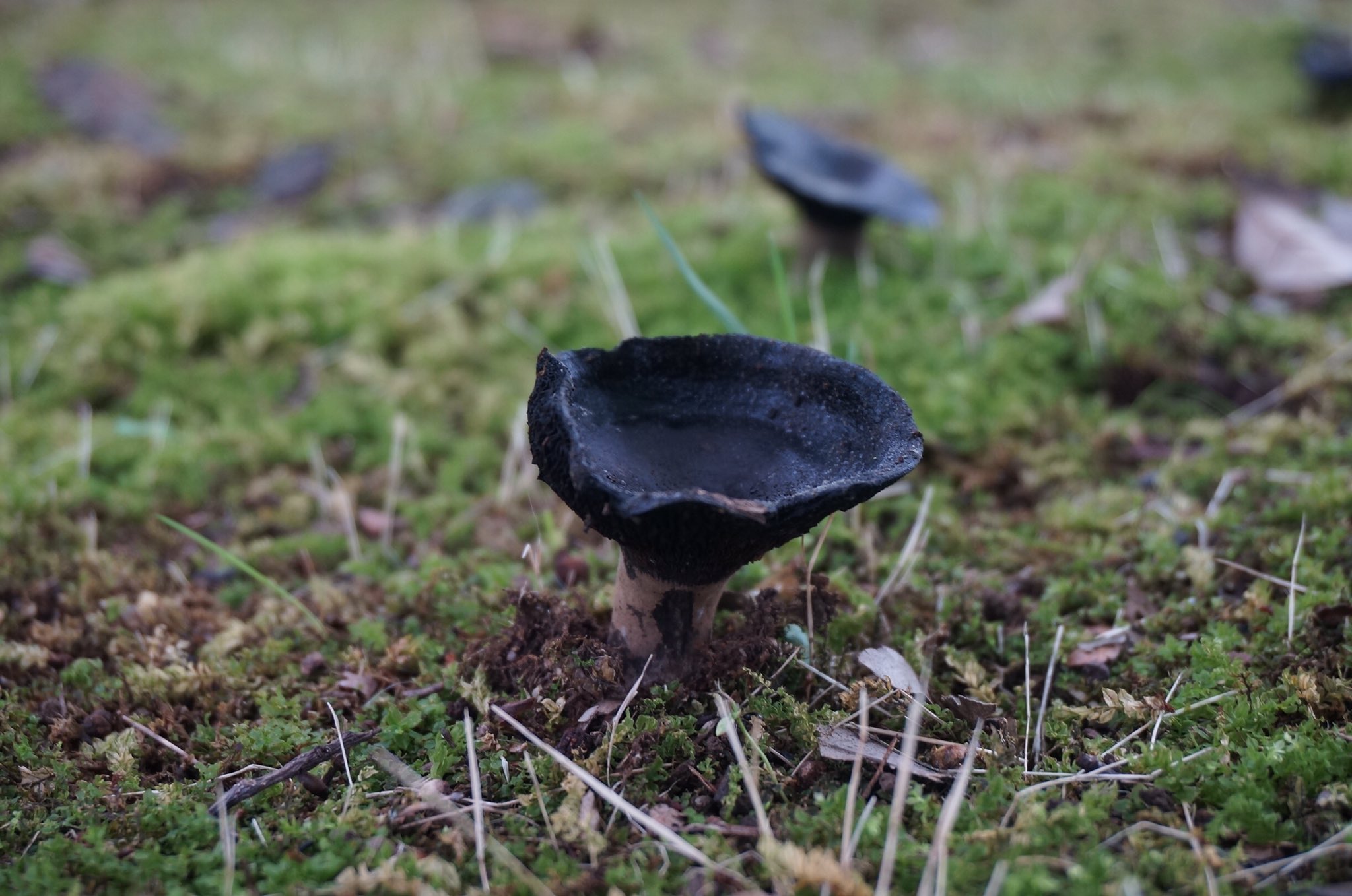 きのこのじかん 近所の公園に黒いキノコがたくさん生えてます 地味 きのこのじかん 近所の公園に黒いキノコがたくさん生えてます 地味