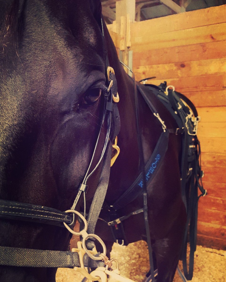 JessicaOtten1's tweet photo. #PlayHP #luvharness #HesAPopper https://t.co/Gv88HrRBfI