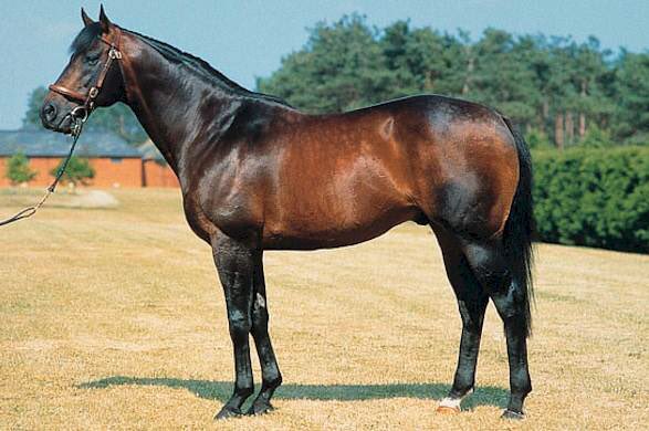 ANZ News tweet media