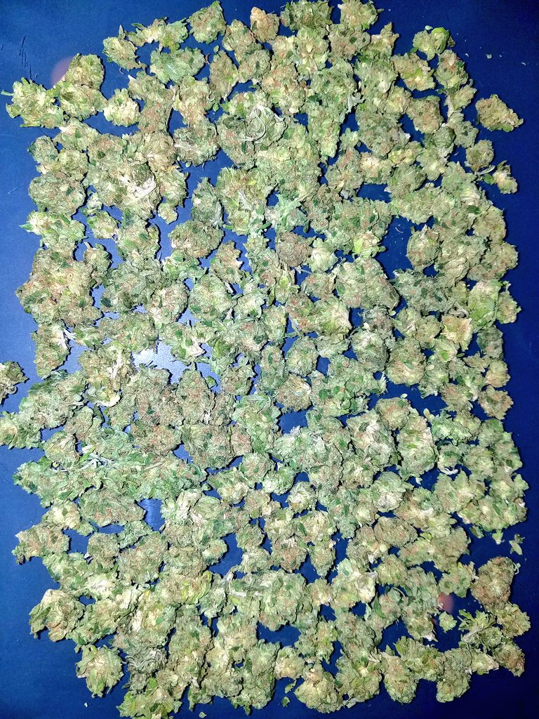 420's tweet photo. smalls of WeedClub Select Sour Diesel https://t.co/UC4RweKWkh