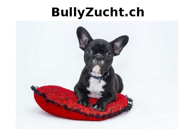 Wir würden uns von der Domain "BullyZucht.ch" trennen falls jemand Interesse hat.
#bully #bulldogge #züchter #Domain