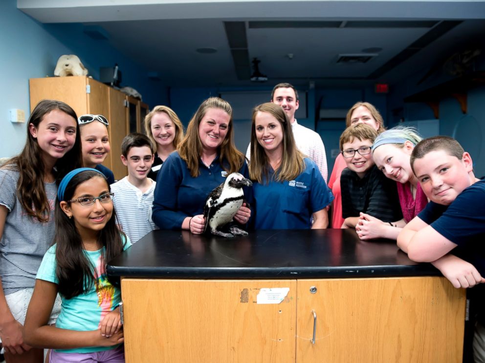 ABC's tweet photo. Injured penguin gets back on her feet with 3D-printed boot designed by middle schoolers. https://t.co/l3AyFptelU https://t.co/qtIo1Il4ov