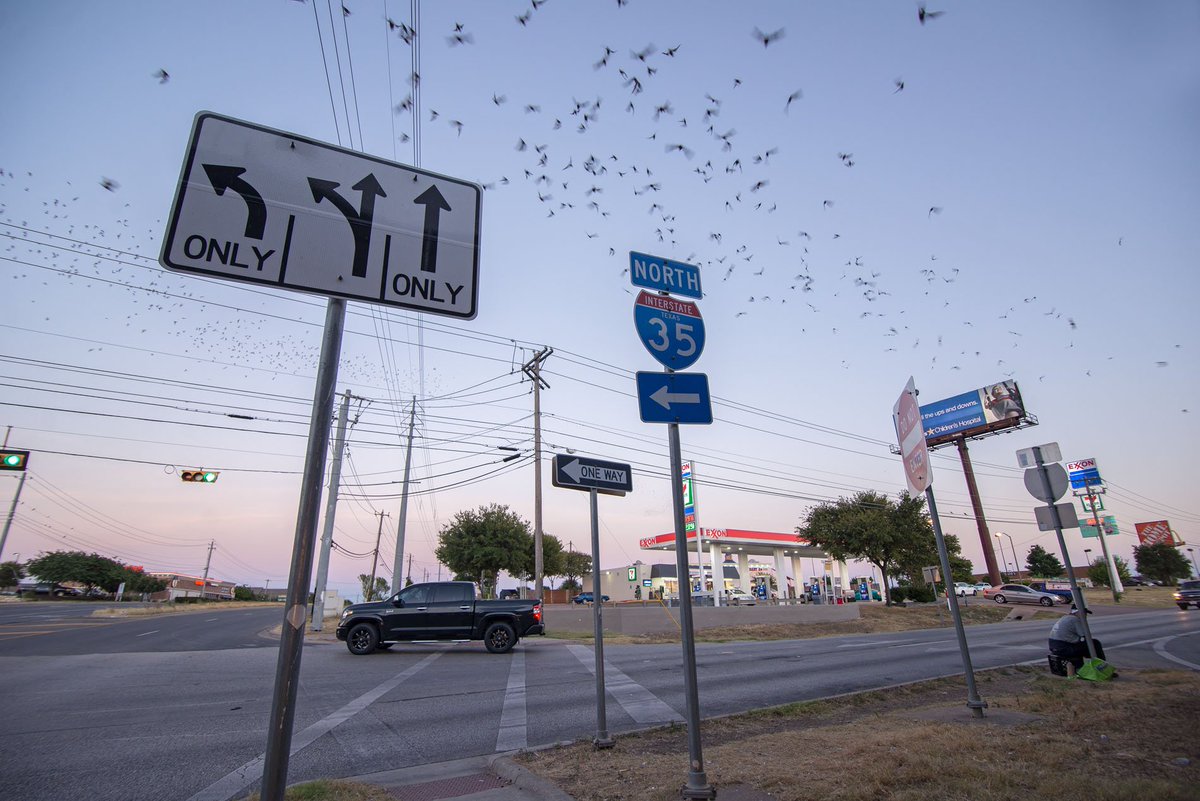 ChikageWeather's tweet photo. Thanks @ManWellGarza for this cool #BatPic tonight! "Bat Weather" https://t.co/X7U7o4mP9q @keyetv #keyewx https://t.co/58Yekf2lJ2