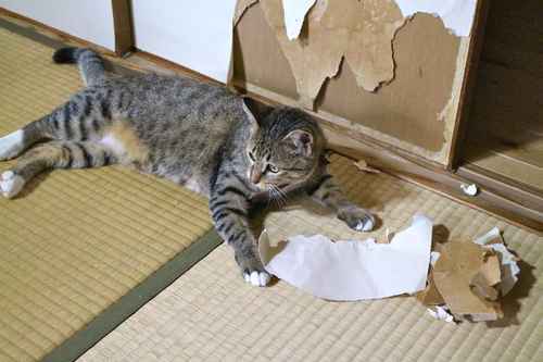 札幌中国語教室tkd On Twitter 中国語ワンフレーズ 今日のフレーズは おてんば です おてんば 野丫頭 Yĕ Ya Tou 例文 家中有個野丫頭女兒的無奈啊 うちの娘はおてんばで困る ドンマイ Https T Co Zvcgs1p95q Twitter