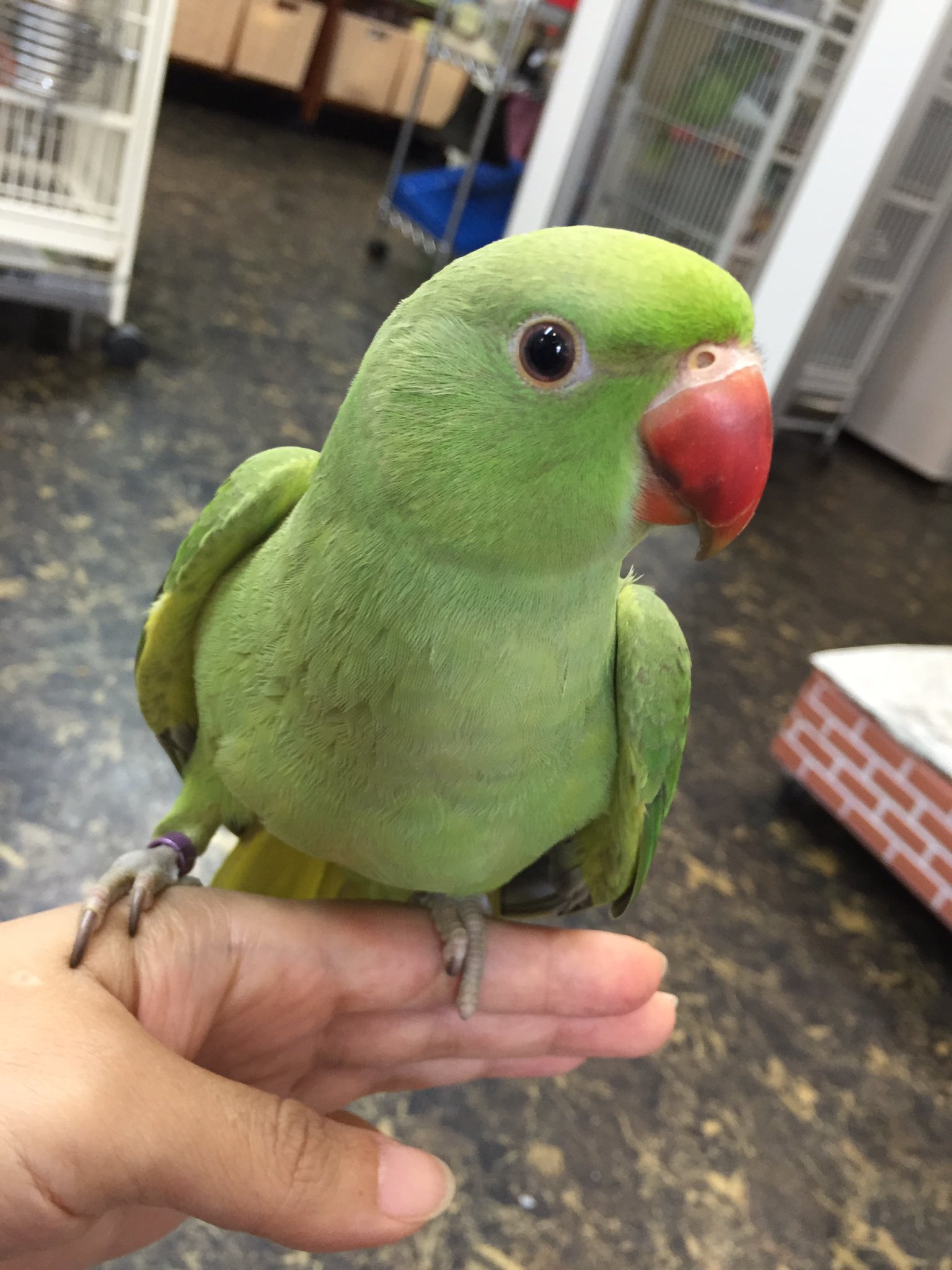 Twitter 上的 えとぴりかtokyo ワカケホンセイインコ ノーマル の男の子 とっても優しい子です まだ目も黒々として可愛いです まだ挿し餌を１回食べている雛になります 可愛いワカケの男の子をお探しの方は是非 東京店まで会いに来て下さい W T Co
