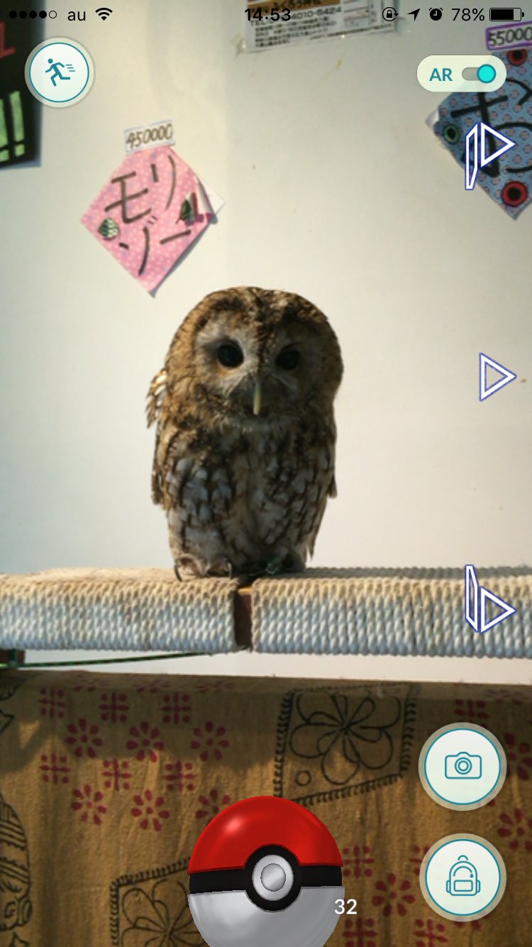 تويتر フクロウカフェ 大倉山ふくろう神社 على تويتر ポケモンgoが流行っておりますが当店ではリアルモクローいます笑 ポケモンゲットしたその足で遊びに来てください ポケモンgo ふくろうカフェ 川崎 横浜 都内 Owl 犬 猫 メン フクロウ 癒し