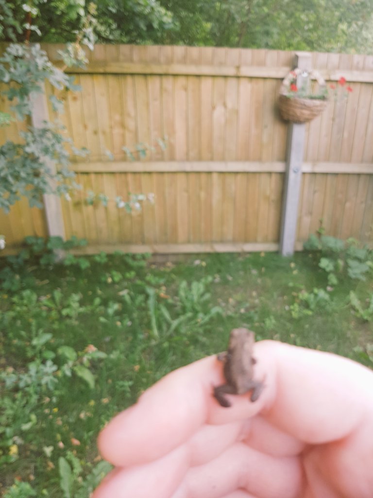 For9etMeNot's tweet image. Baby frogs on my cat!!!