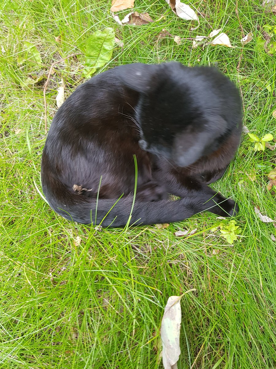 For9etMeNot's tweet image. Baby frogs on my cat!!!