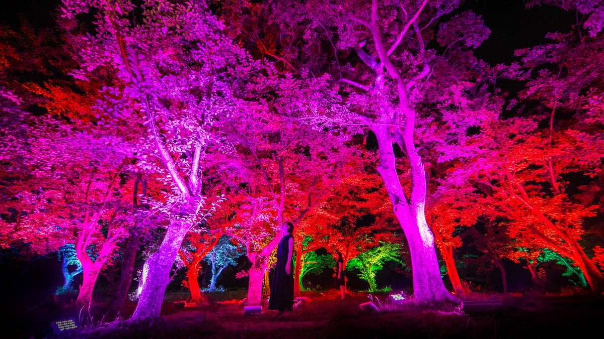 teamLab_net's tweet photo. "Resonating Forest" , Tokiwa Park, Ube, Yamaguchi, Japan, Jul 22 - Aug 28, 2016
https://t.co/cYA0LQ9WeL https://t.co/RiTrN8A7kF