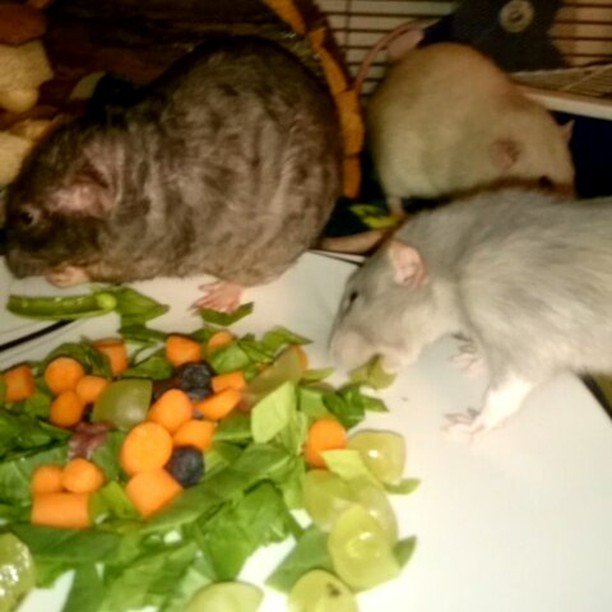 RatsForPets's tweet photo. Fresh fruits n veggies #ratsforpets #petrats #ratsofinstagram #ratsofig #ratparents #ratlo… https://t.co/8Kq6pdb0wG https://t.co/i6yqFQyYKK