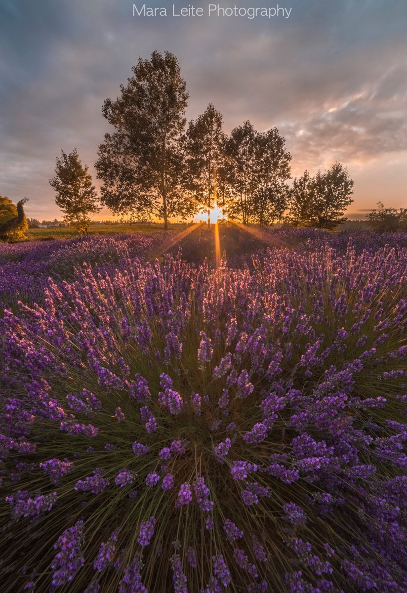 komonews's tweet photo. Good Morning! Fresh lavender from Sequim captured this week by @TheMNVL. Thanks for sharing! https://t.co/kEEZowZ3XL