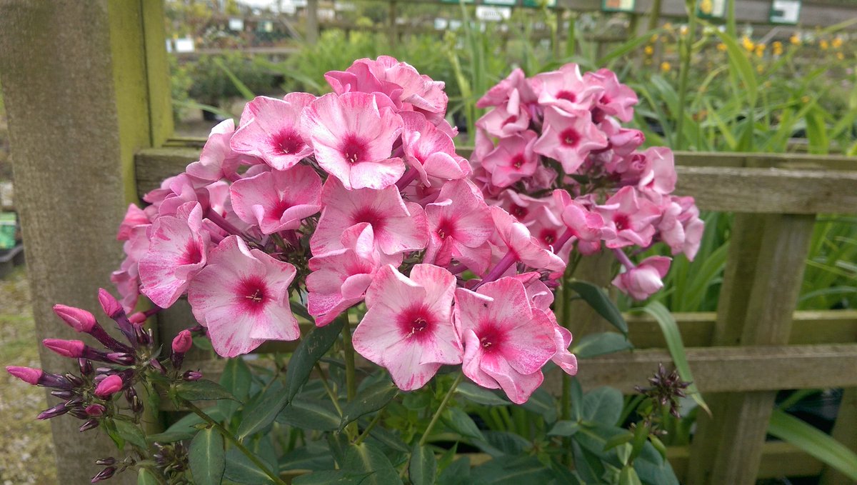 Stake_Nurseries's tweet image. We will be open today from 9.30am. We still have lots of lovely perennials &amp;amp; roses to brighten up the garden