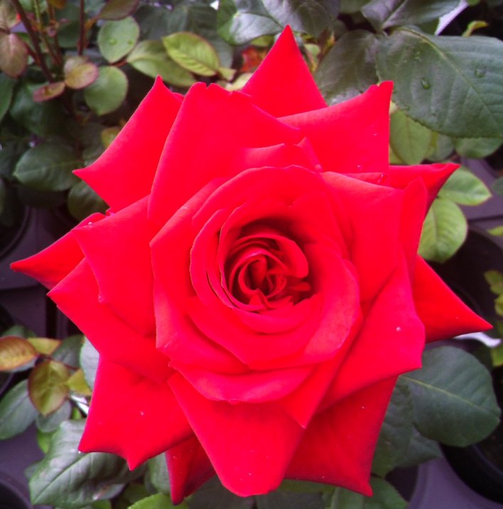 Stake_Nurseries's tweet image. We will be open today from 9.30am. We still have lots of lovely perennials &amp;amp; roses to brighten up the garden