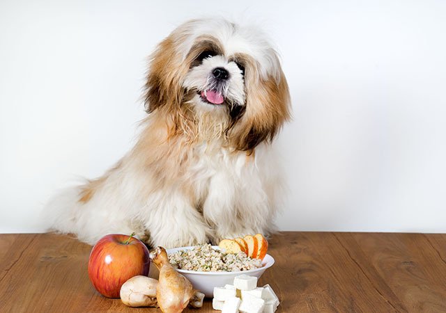 doggiedabbas's tweet photo. “Is Doggie Dabbas’ packaged food or home-cooked?” https://t.co/9TgMrCE62i #customdiets #pethealth https://t.co/6I00Yhv7pt