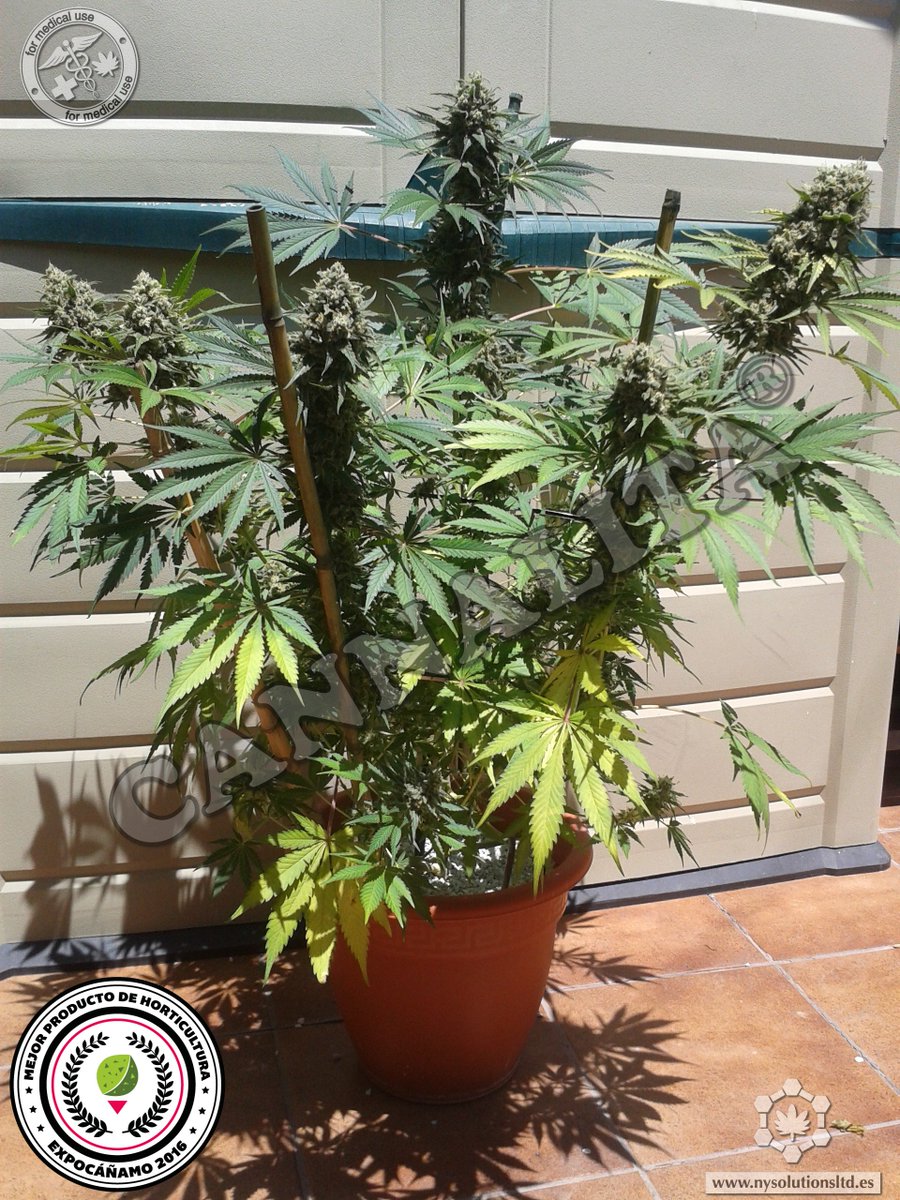 NewYields's tweet photo. Otra de interior que ya está a puntito con #Cannalita https://t.co/78WlvfNbPe