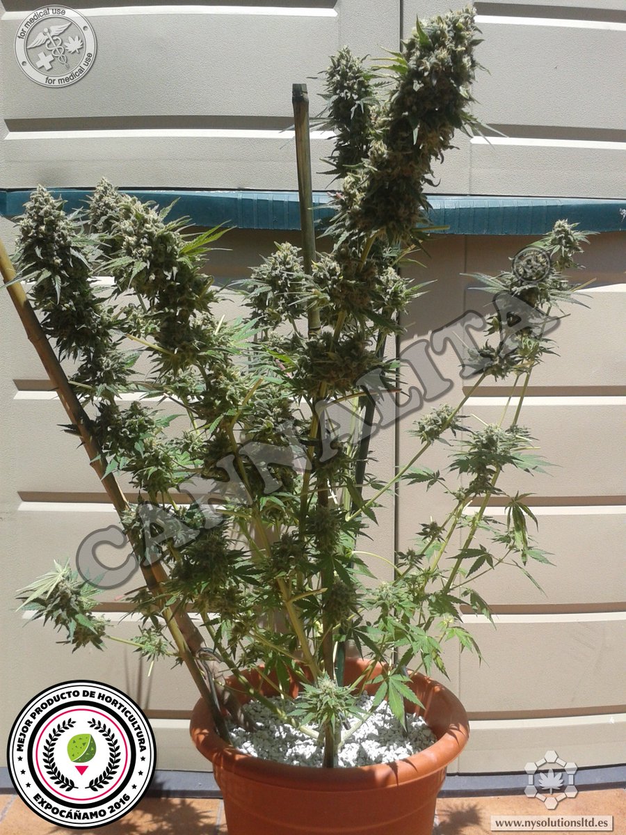 NewYields's tweet photo. Otra de interior que ya está a puntito con #Cannalita https://t.co/78WlvfNbPe