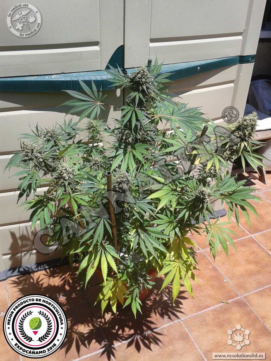 NewYields's tweet photo. Otra de interior que ya está a puntito con #Cannalita https://t.co/78WlvfNbPe