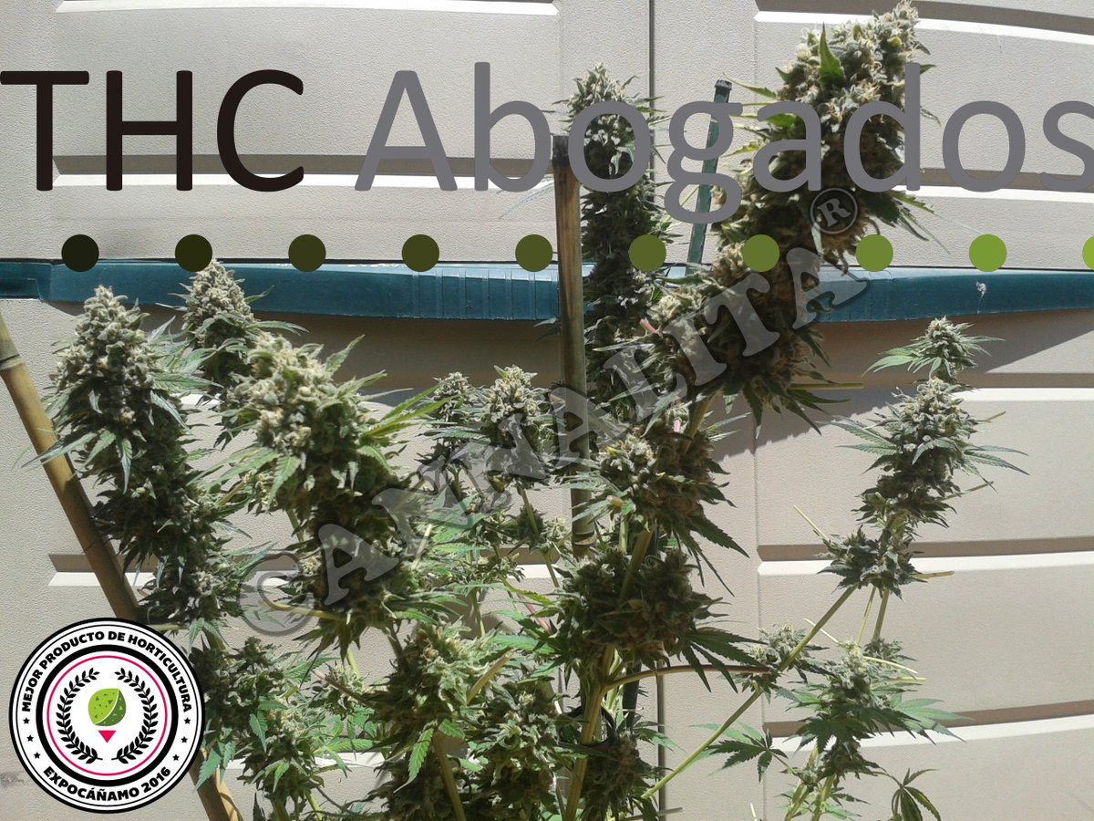NewYields's tweet photo. Otra de interior que ya está a puntito con #Cannalita https://t.co/78WlvfNbPe